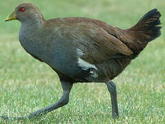 Gallinule de Tasmanie