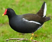 Gallinule poule-d'eau