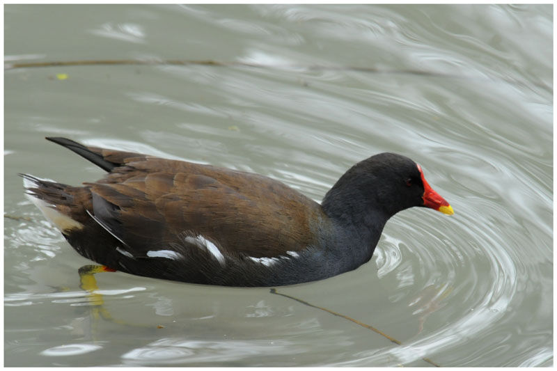 Gallinule poule-d'eauadulte