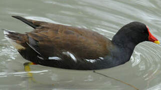 Common Moorhen