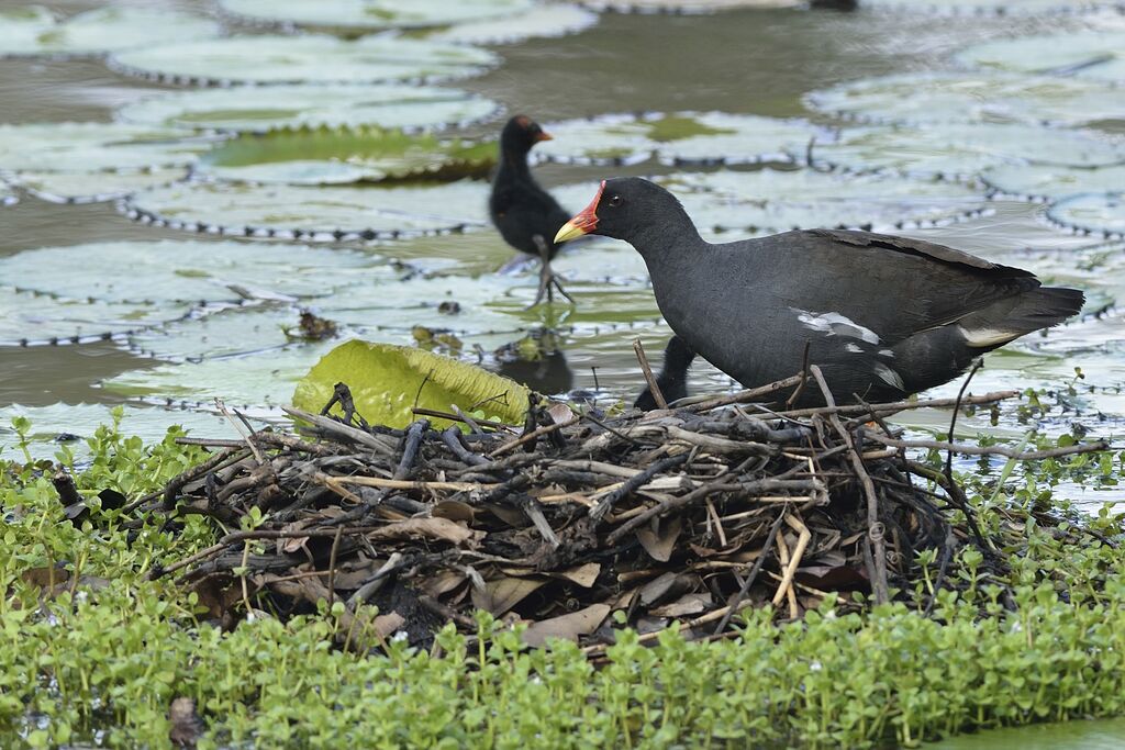 Gallinule poule-d'eau, Nidification