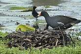 Gallinule poule-d'eau