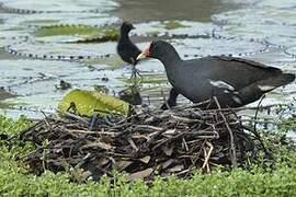 Gallinule poule-d'eau