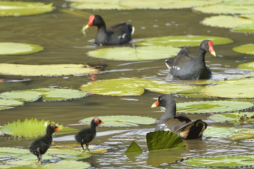 Common Moorhen