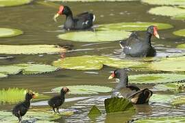 Common Moorhen