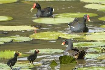 Gallinule poule-d'eau