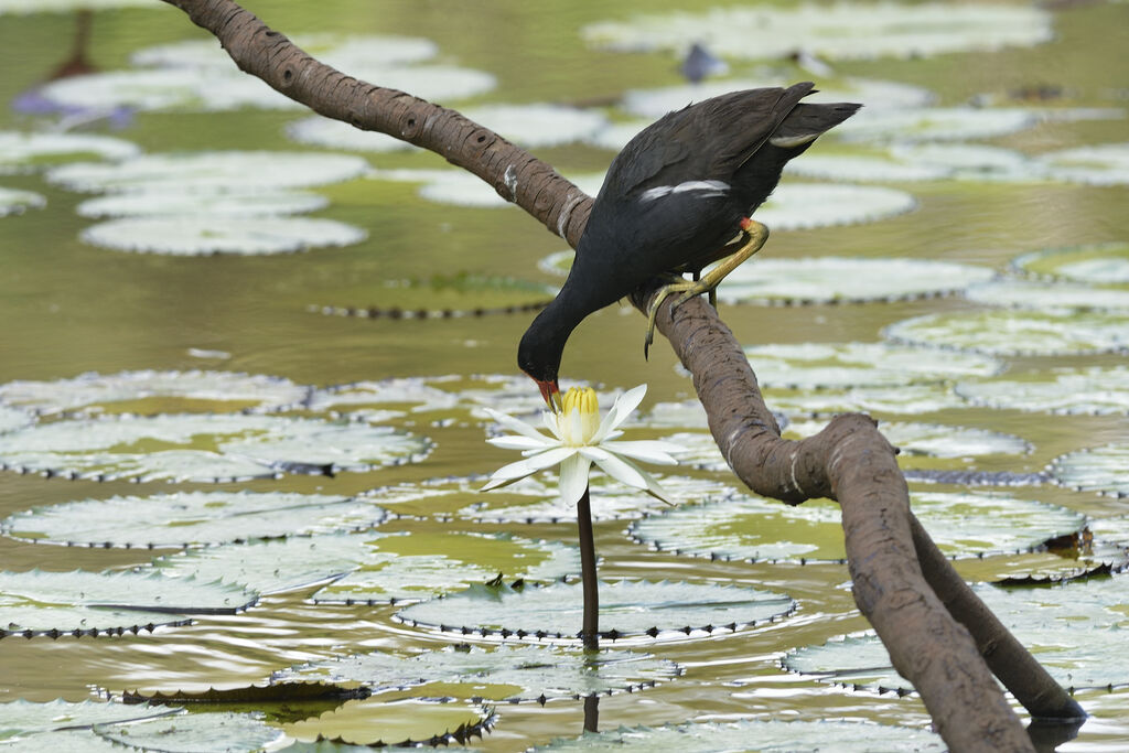 Gallinule poule-d'eau, régime, mange