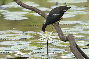 Gallinule poule-d'eau