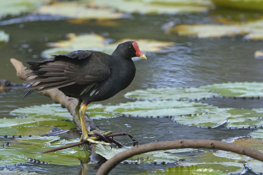 Gallinule poule-d'eauadulte