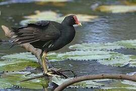 Common Moorhen