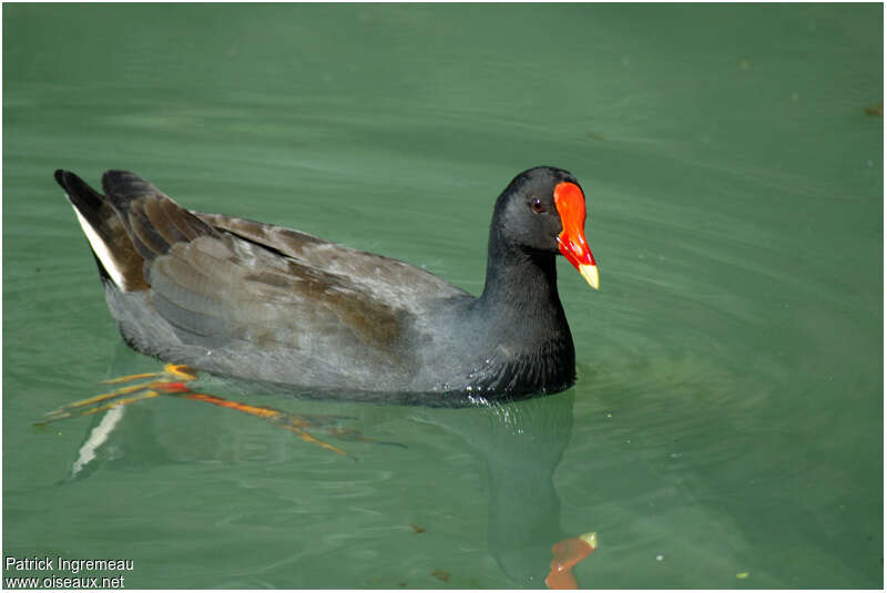 Dusky Moorhenadult, swimming