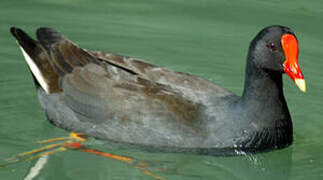 Gallinule sombre