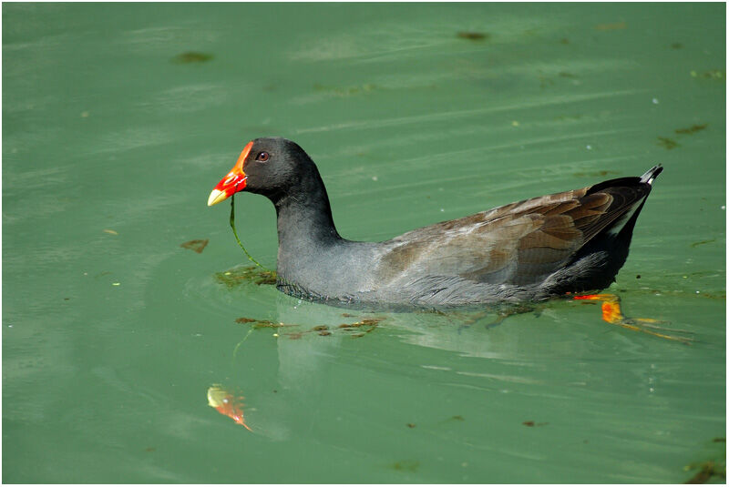 Gallinule sombreadulte