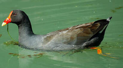 Gallinule sombre