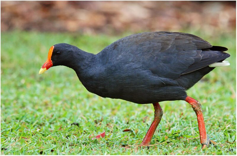 Gallinule sombreadulte