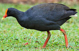 Dusky Moorhen