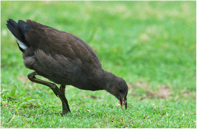 Gallinule sombrejuvénile, identification