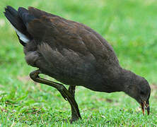 Gallinule sombre