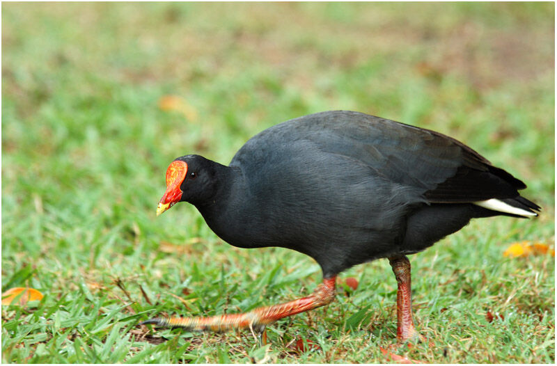 Gallinule sombreadulte