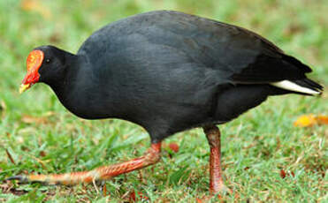 Gallinule sombre