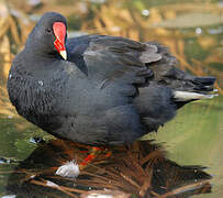 Gallinule sombre