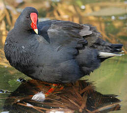 Gallinule sombre