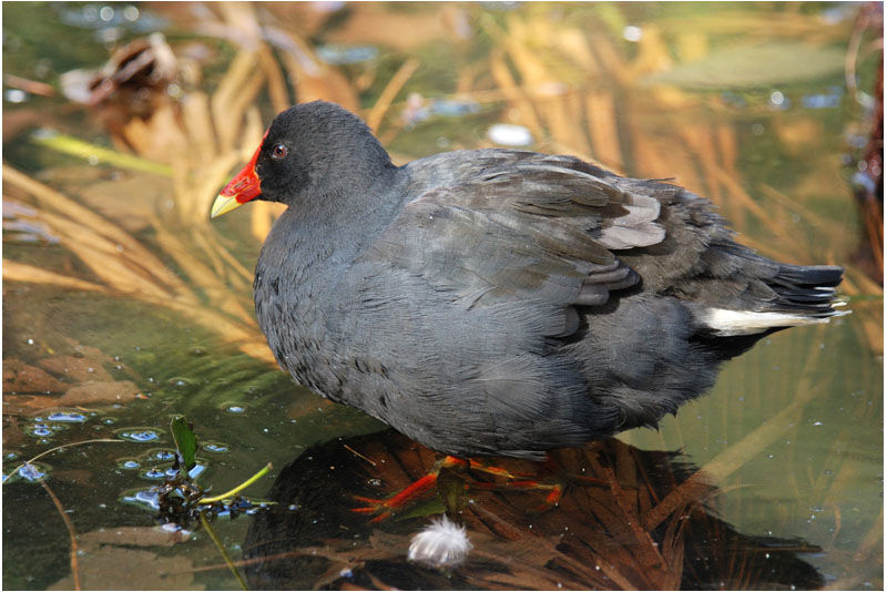 Gallinule sombreadulte