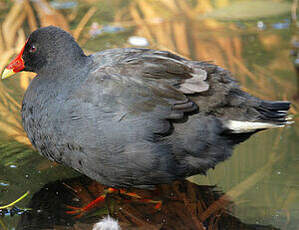 Gallinule sombre