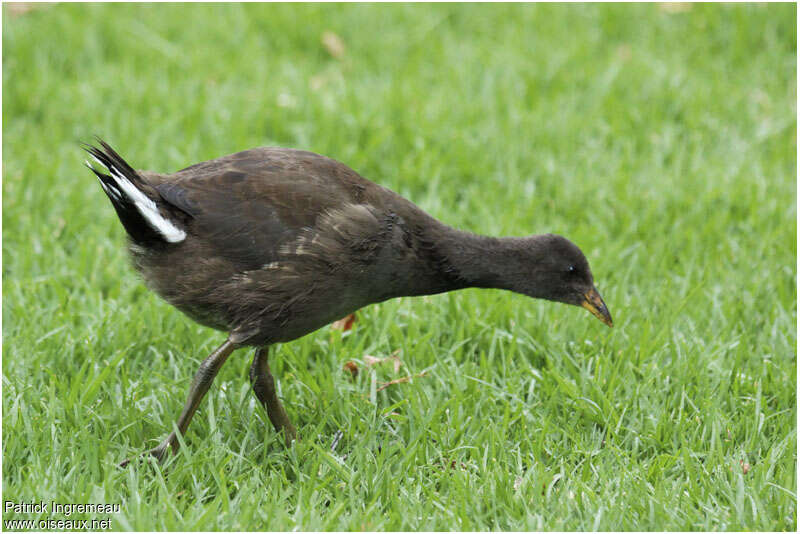 Gallinule sombrejuvénile, identification