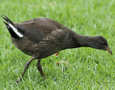 Gallinule sombre