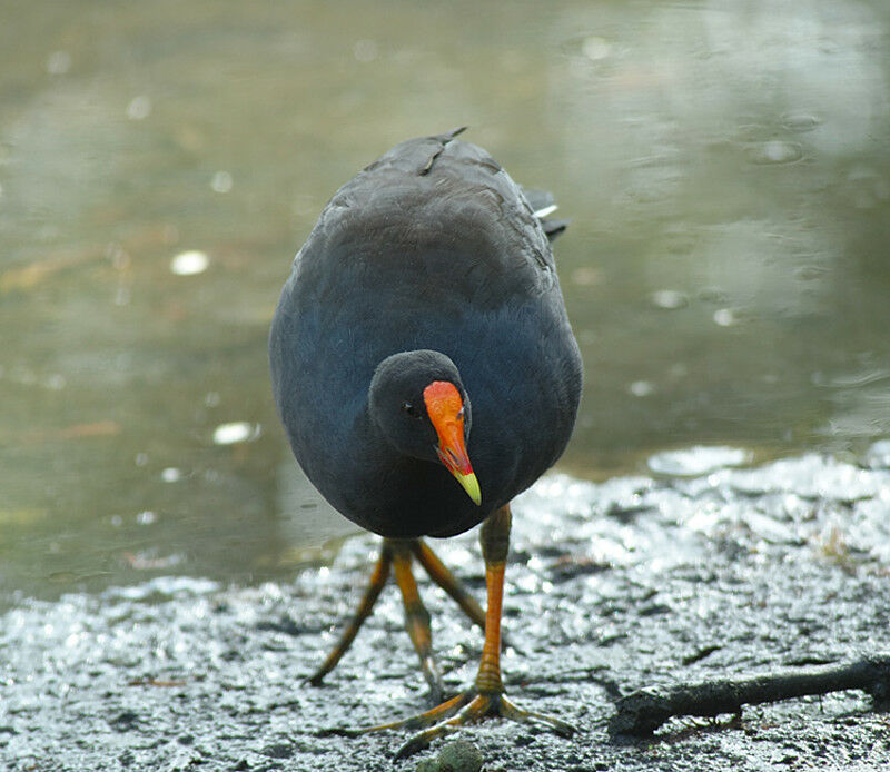 Gallinule sombre