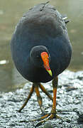 Gallinule sombre