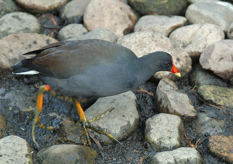 Gallinule sombre