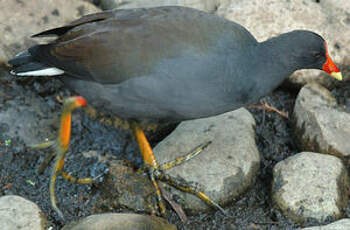 Gallinule sombre