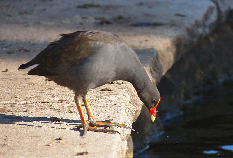 Gallinule sombre