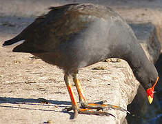 Gallinule sombre