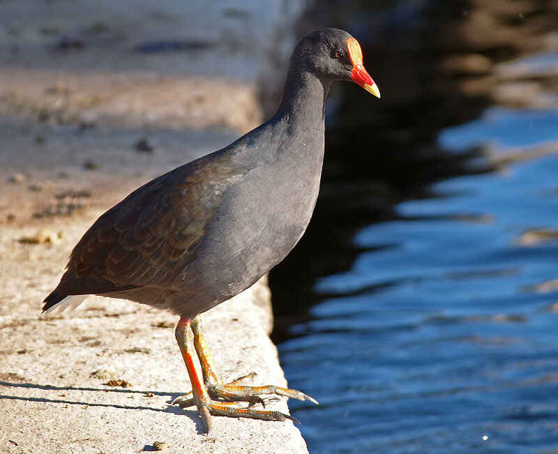 Gallinule sombre