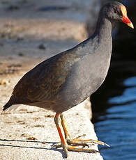 Gallinule sombre