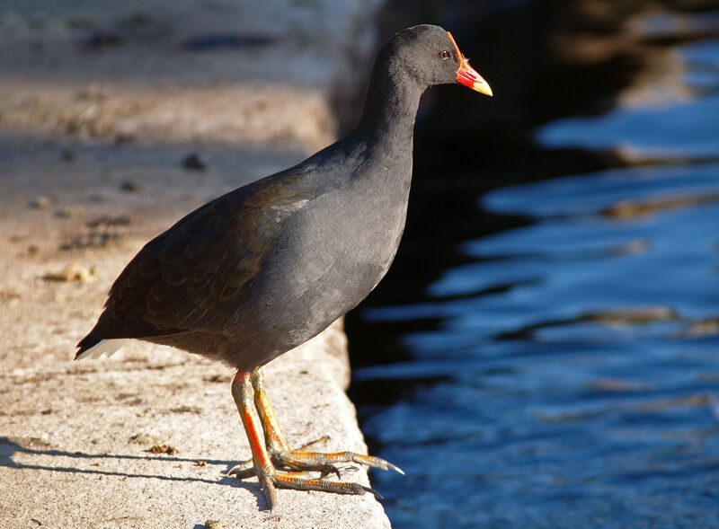 Gallinule sombre