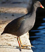 Gallinule sombre