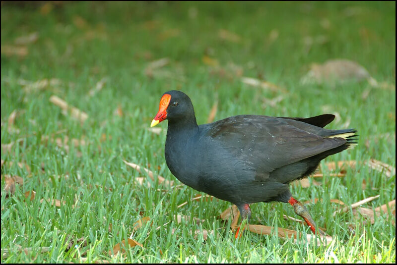 Gallinule sombreadulte