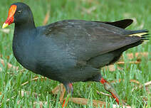 Gallinule sombre