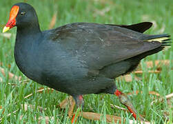 Gallinule sombre