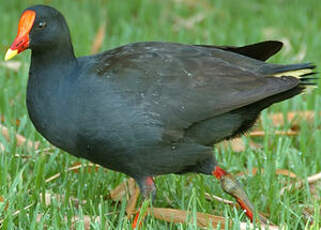 Gallinule sombre