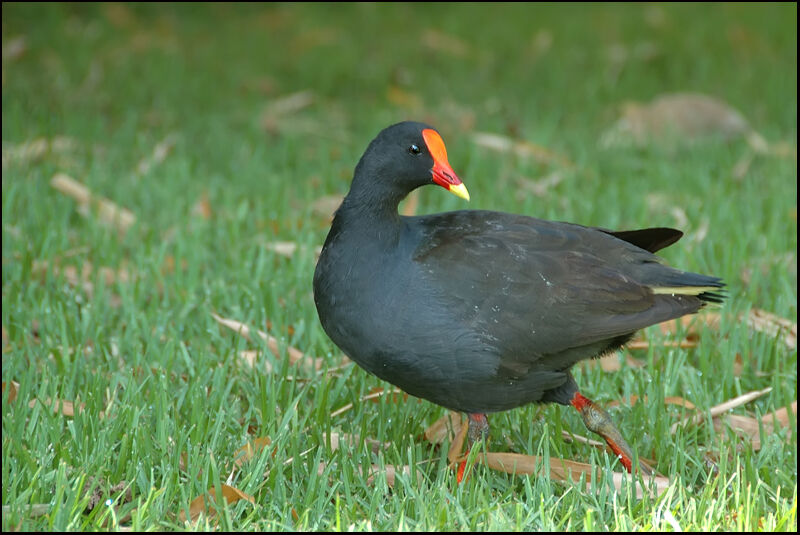 Gallinule sombre