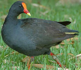 Gallinule sombre