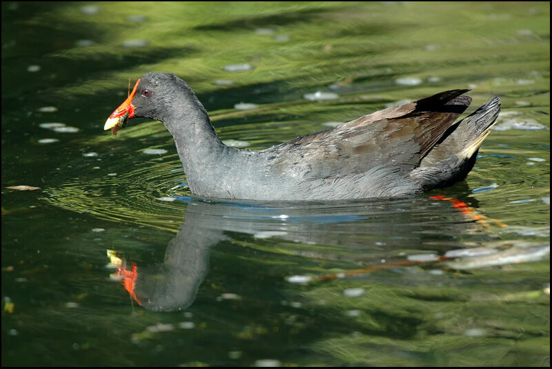 Dusky Moorhen