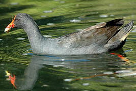 Gallinule sombre