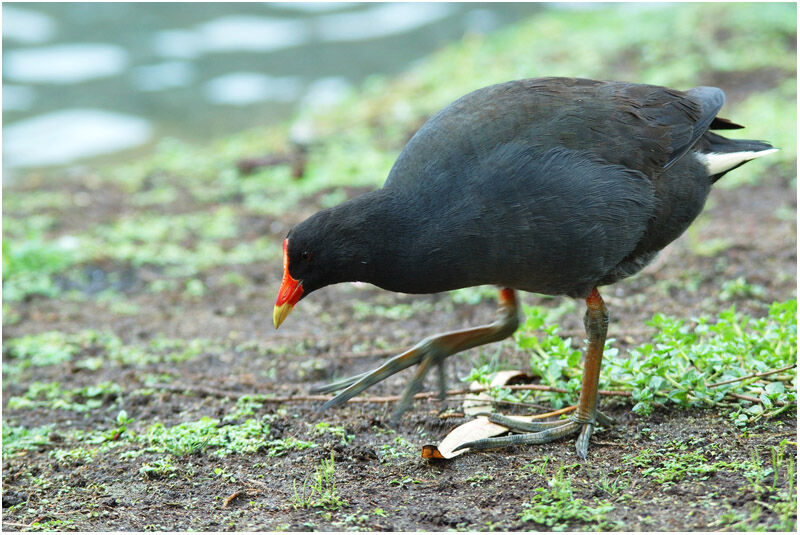 Gallinule sombreadulte