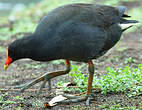 Gallinule sombre